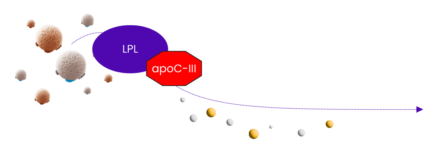 Icon showing apoC-III helping to control triglyceride levels through two pathways Icon showing apoC-III helping to control triglyceride levels through two pathways