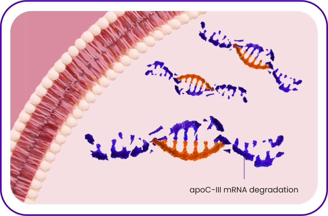 Icon depicting the breakdown of apoC-III mRNA after the binding of TRYNGOLZA Icon depicting the breakdown of apoC-III mRNA after the binding of TRYNGOLZA