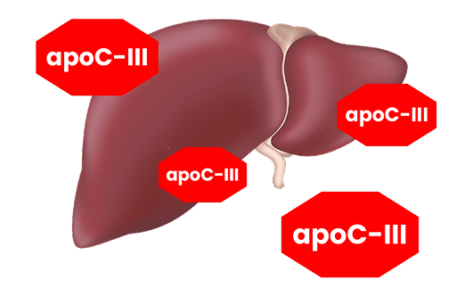 Icon of the liver with four red stop-sign-shaped labels reading 'apoC-III' Icon of the liver with four red stop-sign-shaped labels reading 'apoC-III'