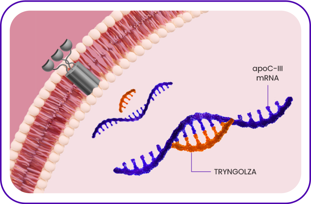 Icon depicting the TRYNGOLZA molecule selectively binding to apoC-III mRNA Icon depicting the TRYNGOLZA molecule selectively binding to apoC-III mRNA