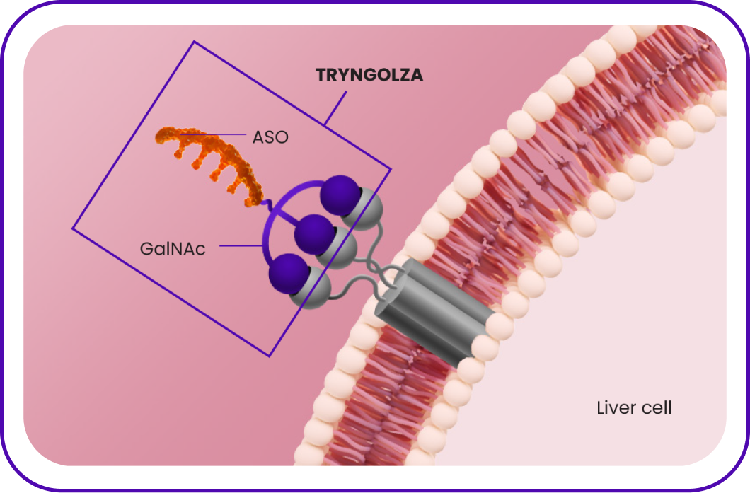 Icon depicting the TRYNGOLZA molecule targeting liver cells Icon depicting the TRYNGOLZA molecule targeting liver cells