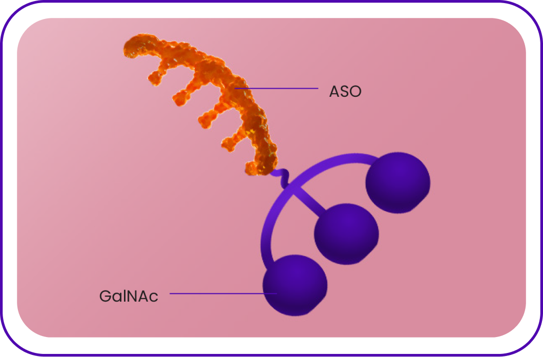 GalNAc molecule & antisense oligonucleotide (ASO) inhibitor icon GalNAc molecule & antisense oligonucleotide (ASO) inhibitor icon